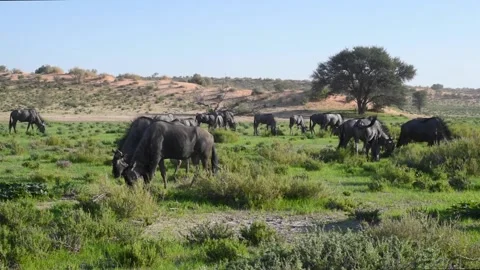Wildebeests Grazing Vídeos de archivo 132766990