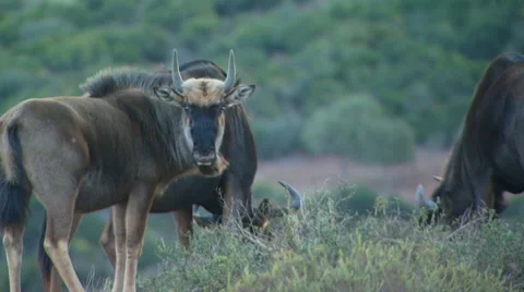 Wildebeests grazing in grassland of ranch Stock Footage 54591396