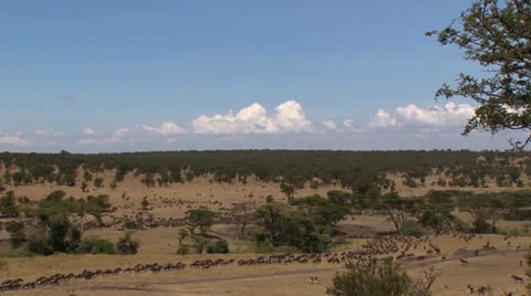 Wildebeests heading northwest at the start of the great migration Stock Footage 35173650