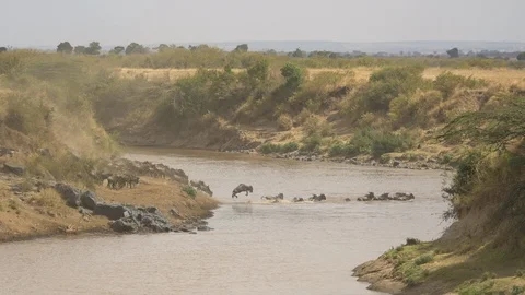 Wildebeests herd crossing Mara River Stock Footage 87446489