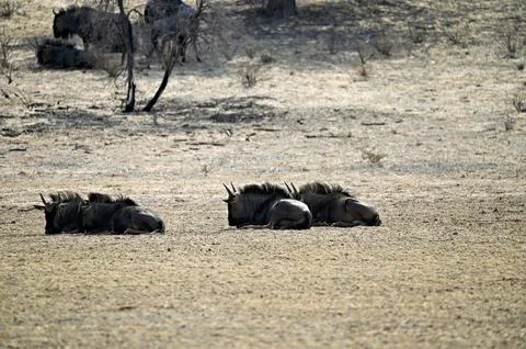 Wildebeests huddle close to the ground Stock Photos