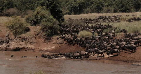Wildebeests jumping into the Mara river, Kenya 2 Видео 140829704