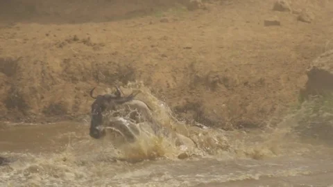 Wildebeests jumping into river in Africa Stock Footage 71736601