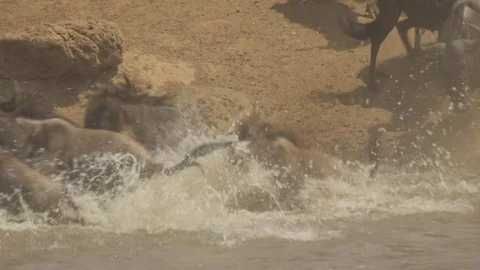 Wildebeests jumping into river in Africa Stock Footage 71737605