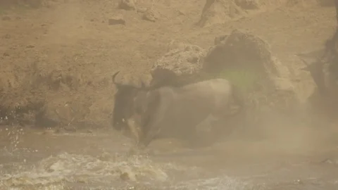 Wildebeests jumping into river in Africa Stock Footage 71739372