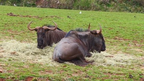 Wildebeests lies in the field. Stock Footage 80208331