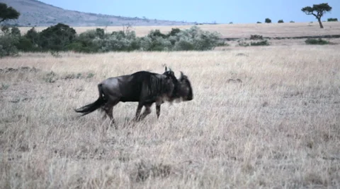 Wildebeests migrating and running, Masai Mara savannah, Kenya Stock Footage 50796743