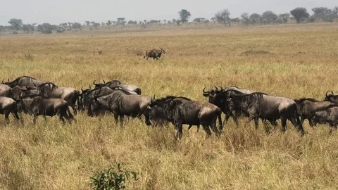 Wildebeests migrating in a long queue with an eland standing in the Stock Footage 106482972
