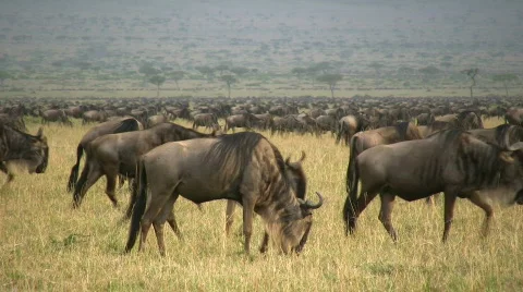 Wildebeests migration Stock Footage