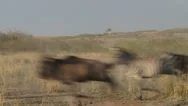 Wildebeests Pass Infront Of Camera Chased By A Lion Stock Footage