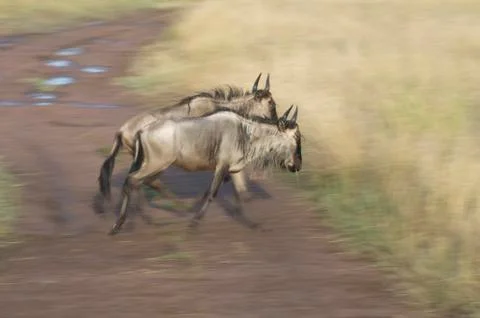 Wildebeests 写真素材