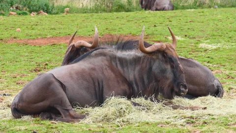 Wildebeests resting on the grass and chewing food. Stock Footage 168242930