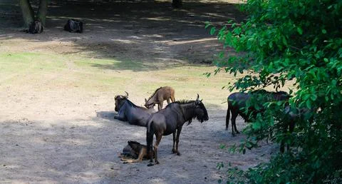 Wildebeests Resting in Nature Stock Photos