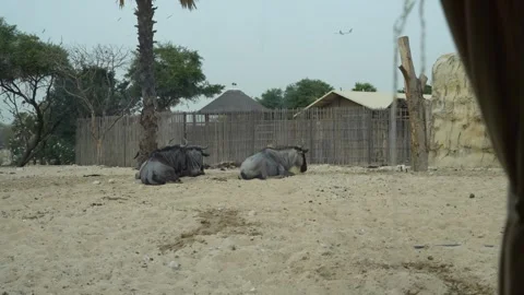 Wildebeests resting in sandy enclosure with trees and structures in background Video stock 328917052