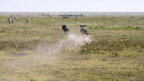 Wildebeests running through the savannah 動画素材 326548013