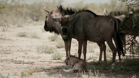 Wildebeests Stand In The Shadows In The African Forest Stock Footage 331455344