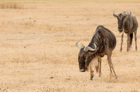 Wildebeests standing Stock-Fotos