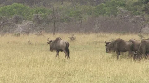 Wildebeests walking and eating Stock Footage 12656719