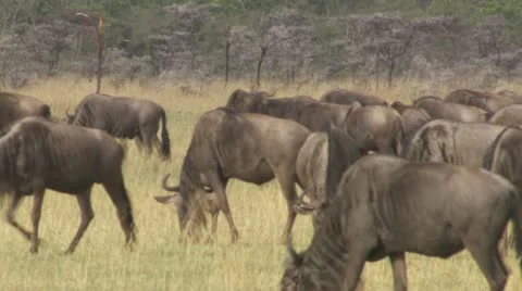 Wildebeests walking and eating Video stock 12656725