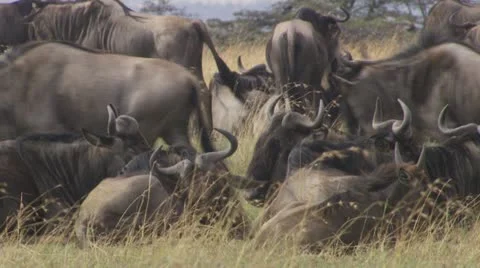 Wildebeests walking and laying down Stock Footage 12657656