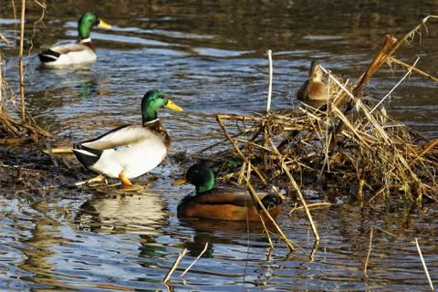 Wildenten Foto stock
