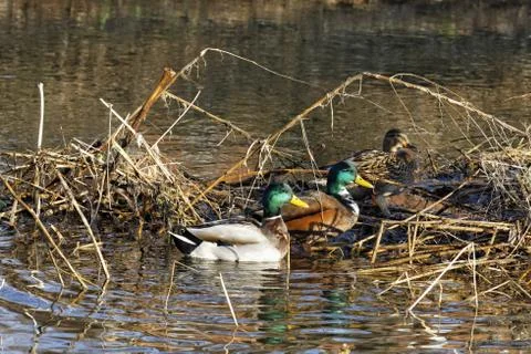 Wildenten Stock Photos