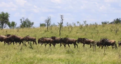 Wilder beast walking in line during migration to Kenya at Serengeti Wildlif.. Stock Footage 323331324