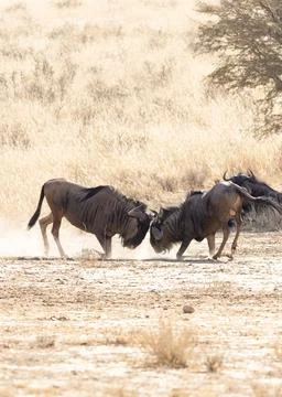 Wilderbeast fighting Stock Photos