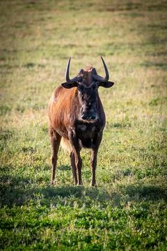 Wilderbeast looking at camera Stock Photos