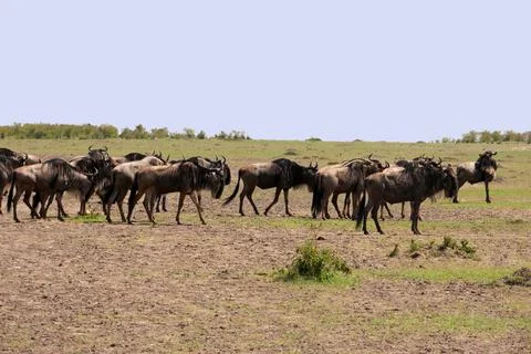 Wilderbeast Stock Photos