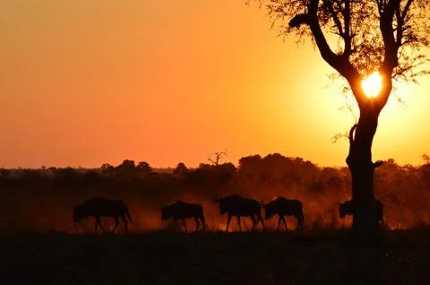 Wilderbeest at dusk Stock Photos