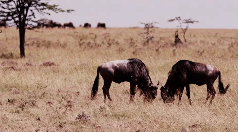 Wilderbeest Grazing Stock Footage 41601753