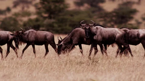 Wilderbeest Grazing Stock Footage 41603062