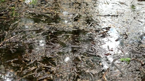 Wilderness and natural environment ecosystem. Swamp surface. Video stock 196894089