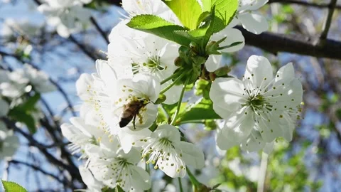 In the wilderness. A bee explores the flowers of a fruit tree Vídeos de archivo 278718496