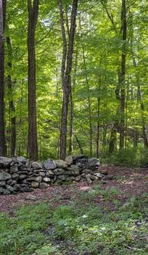 The wilderness beyond the stone wall Stock Photos