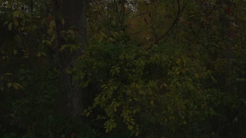 Wilderness on a cloudy rainy day Video stock 312627503
