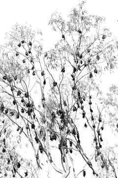 The wilderness colony of  bat in the tree Stock Photos