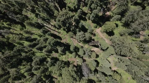 Wilderness Desolation Sequoia Trees Video stock 142815053