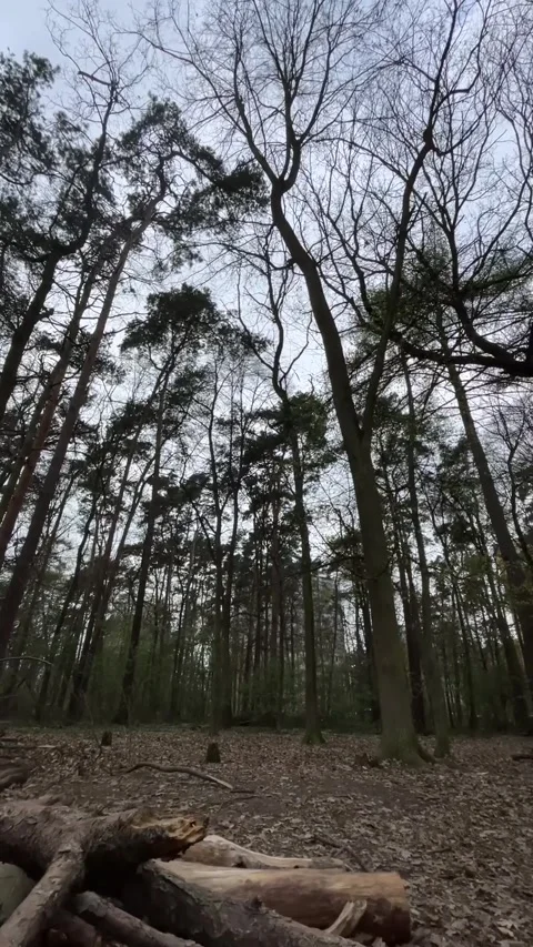 Wilderness environment with logs. Dramatic forest landscape for filming Stock Footage 335366763