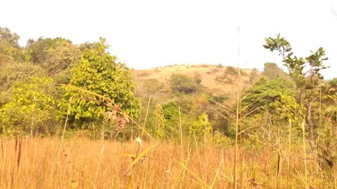 Wilderness Stock Footage 147676854