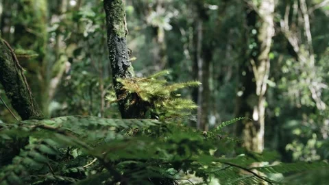 In the wilderness Stock Footage 242335844