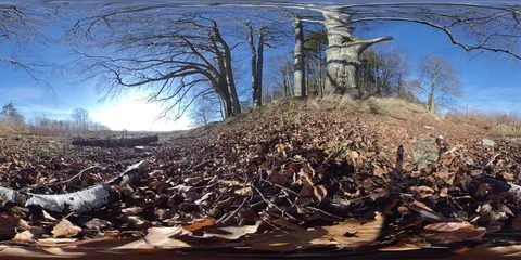 Wilderness forest scene, Trees with No Leaves, Low angle - 360 VR Stock Footage 125575759