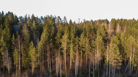 Wilderness forest trees in sunny spring day landscape view Stock Photos
