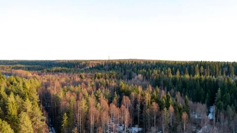 Wilderness forest trees in sunny spring day landscape view Stock Photos