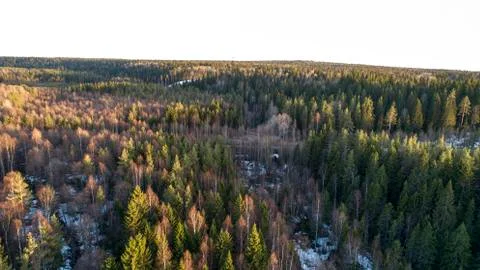 Wilderness forest trees in sunny spring day landscape view Stock Photos