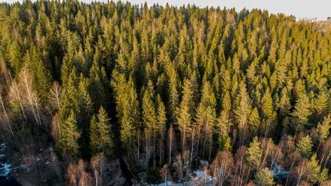 Wilderness forest trees in sunny spring day landscape view Stock Photos