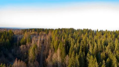 Wilderness forest trees in sunny spring day landscape view Stock Photos