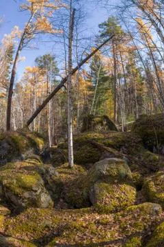 Wilderness landscape forest with pine trees and moss on rocks Stock Photos