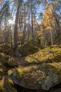 Wilderness landscape forest with pine trees and moss on rocks Stock Photos